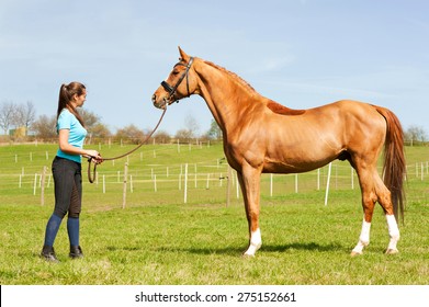 Young Woman Riding Trainer Holding Purebred Chestnut Horse. Exterior Image With Side View. Multicolored Summertime Outdoors Image.
