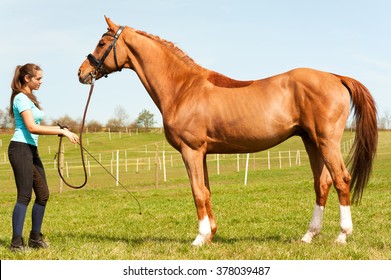 Young Woman Riding Trainer Holding Purebred Chestnut Horse. Exterior Image With Side View. Multicolored Summertime Outdoors Horizontal Image.