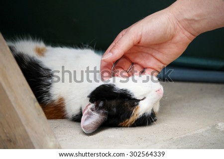 Young woman rubs lying cute little kitten