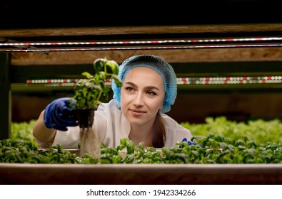 Young woman scientist analyzes and studies research on organic, hydroponic vegetable plots. Caucasian woman observes about growing organic vegetables and health food
