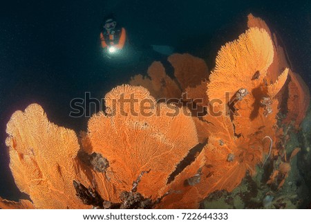 Young woman scuba diving on a beautiful seafan reef in South Andaman, Krabi, Thailand