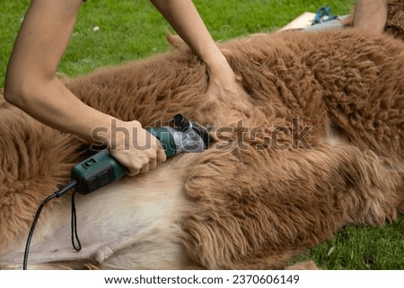 young woman shearing a brown alpaca
