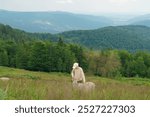 A young woman sheepherd farmer grazes dike sheep high in the mountains on a meadow in the middle of the forest. The concept of free-range animals, tourism, breeding agriculture and farm animals.