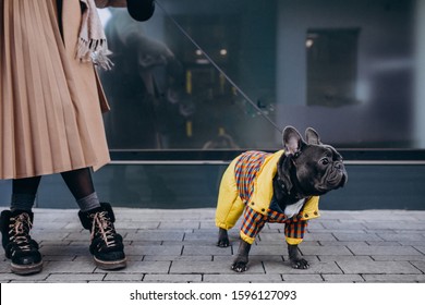 Young Woman Shopping With Her Dog French Bulldog