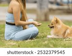 Young woman is sitting on the grass in a park, training her pomeranian dog using positive reinforcement