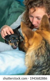 Young Woman Is Sitting On The Sofa With Her Small Jack Russell Terrier Puppy On Her Lap. A Large German Shepherd Dog Smells The Puppy. Selective Focus