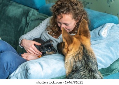 Young Woman Is Sitting On The Sofa With Her Small Jack Russell Terrier Puppy On Her Lap. A Large German Shepherd Dog Smells The Puppy. Selective Focus