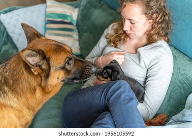 Young Woman Is Sitting On The Sofa With Her Small Jack Russell Terrier Puppy On Her Lap. A Large German Shepherd Dog Smells The Puppy. Selective Focus