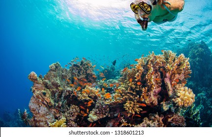 Young woman snorkeling and exploring coral reef. Underwater fauna and flora, marine life. - Shutterstock ID 1318601213