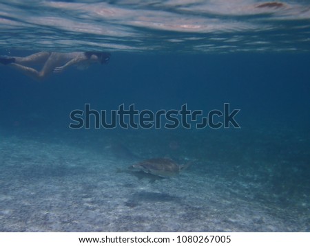Young woman snorkeling and swimming with free and wild sea turtles in Bahamas