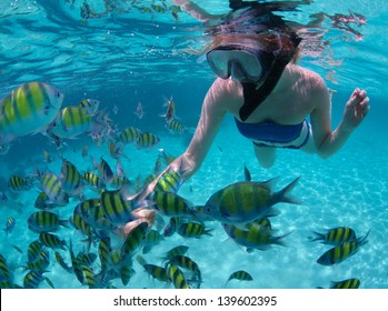 Young Woman Snorkeling In A Tropical Sea And Feeding Fish