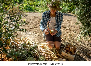 Young Woman In Straw Hat And Plaid Shirt Kneeling Picking Onions In The Shade Of A Tree And Depositing Them In A Wooden Box