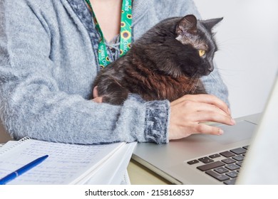 Young Woman Studies Or Works At Home With Her Cat On Her Lap Using A Sunflower Lanyard, Symbol Of People With Invisible Or Hidden Disabilities.