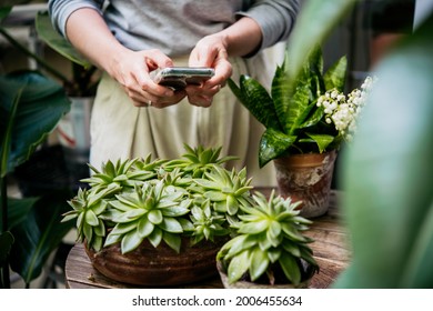 Young woman takes a picture of her beautiful home plants. Home gardening concept.
