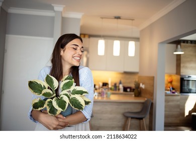 Young woman taking care of the house plants, gardening. Home activity for beautiful young woman holding a plant in her hands near a bright window.