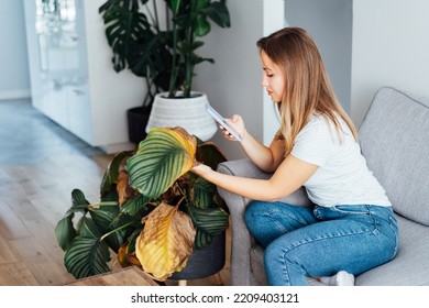 Young Woman Taking Picture On Phone Of Dried, Sunburn Leaf Of Potted Plant Calathea. Houseplants Diseases. Disorders Identification And Treatment Search. Home Gardening Mobile App. Selective Focus.