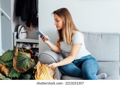 Young Woman Taking Picture On Phone Of Dried, Sunburn Leaf Of Potted Plant Calathea. Houseplants Diseases. Disorders Identification And Treatment Search. Home Gardening Mobile App. Selective Focus