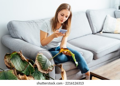 Young Woman Taking Picture On Phone Of Dried, Sunburn Leaf Of Potted Plant Calathea. Houseplants Diseases. Disorders Identification And Treatment Search. Home Gardening Mobile App. Selective Focus