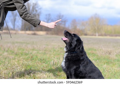 Young Woman Teaching Her Black Dog Obedience Gesturing With Her Finger For It To Sit Or Stay, Close Up Of Her Hand And The Animals Head