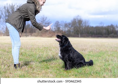 Young Woman Teaching Her Cute Loyal Black Dog To Sit And Stay In An Obedience Class Outdoors In A Rural Field Gesturing The Command With Her Finger, Side View