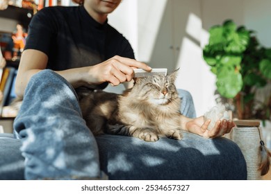 young woman, teenage girl takes care fur fluffy long-haired domestic cat. portrait gray cat lying on chair during home grooming - Powered by Shutterstock