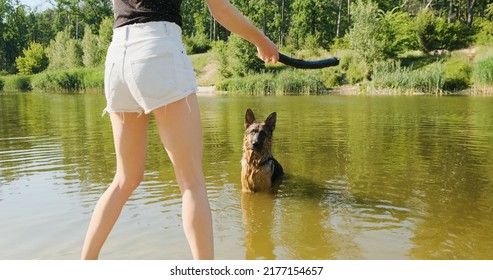 Young Woman Throws Aport Into The Water To German Shepherd, Dog Swims In Water After Stick. Daytime, Lake, Spring Summer, Sunshine.