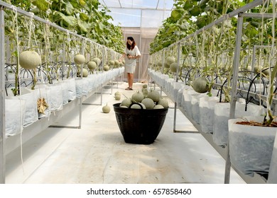 Young Woman Touching Melon Melon Trees Stock Photo 657858460 | Shutterstock