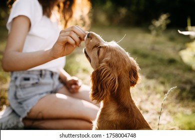 Young woman training her little dog, cocker spaniel breed puppy, outdoors, in a park. - Shutterstock ID 1758004748
