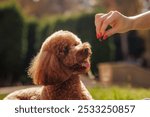 Young woman training her small dog, a puppy of the toy poodle breed, outdoors, in a park. dog walking, pet care