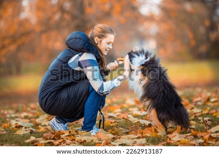 young woman training her tricolor sheltie dog new tricks in the park with a positive dog training method, clicker training and treats
