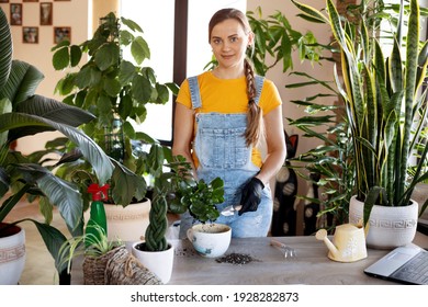 A Young Woman Transplants Flowers At Home. Spring Care For Potted Flowers. Spring, Care, Home Plants, Home Gardening