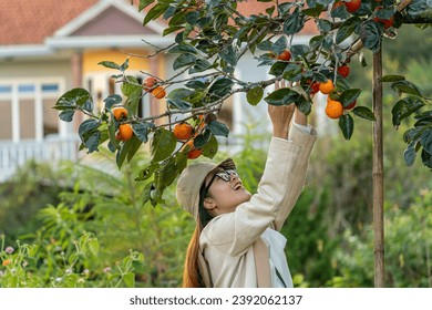 Young woman traveler enjoying with persimmon garden background in Dalat, Vietnam. Travel lifestyle concept