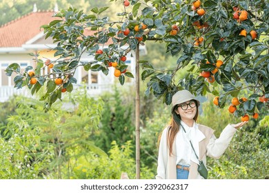 Young woman traveler enjoying with persimmon garden background in Dalat, Vietnam. Travel lifestyle concept