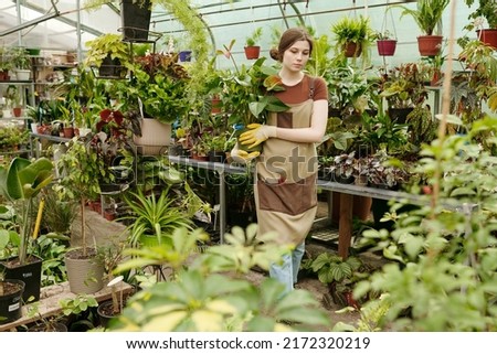 Young woman in uniform cultivating houseplants for sale in greenhouse