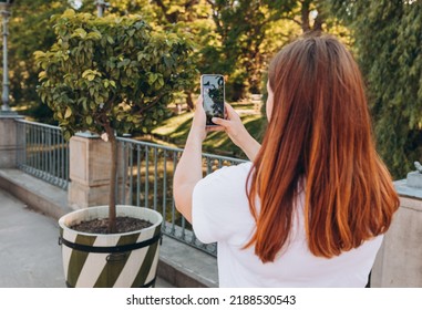 Young Woman Using Smartphone Outdoor Capture Picture Of Tree. Mobile Phone In A Woman's Hand. Beautiful Young Girl Is Smiling While Taking Photo Of Nature Background, Urban Lifestyle Concept.