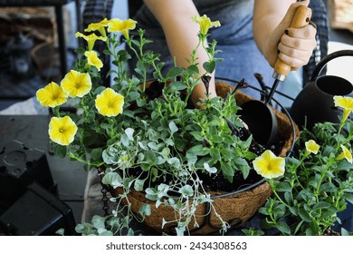 Young woman using a trowel plant a mixed annual hanging basket or pot of flowers. Flowers include yellow and black petunias with dichondra.