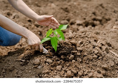 young woman volunteer planting tree in dry ground concept of save nature against climate change environment conservation and social responsibility, key success in making future a better world - Powered by Shutterstock