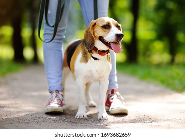 Young Woman Walking With Beagle Dog In The Summer Park. Obedient Pet With His Owner. Walking Of Pets.