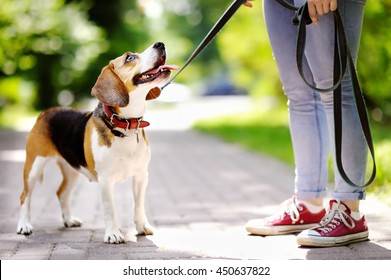 Young Woman Walking With Beagle Dog In The Summer Park
