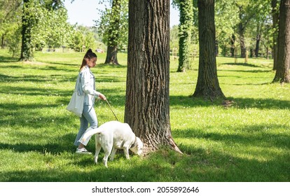 Young Woman Walking Her Labrador Retriever Pet Dog On The Leash Through The Park And Dog Stop Near Tree To Sniff It 