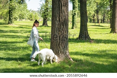 Young woman walking her Labrador retriever pet dog on the leash through the park and dog stop near tree to sniff it 