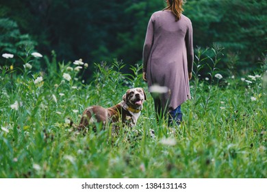 Young Woman Walking With Pet Dog Through Field Of Green Wildflowers In Spring Midwest Landscape. People And Pets Lifestyle Concept.