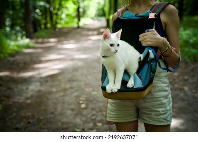 Young Woman Walking In The Woods With A Young White Cat In The Back Pack