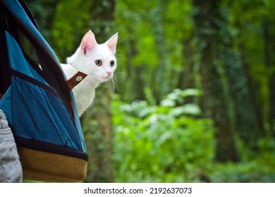 Young Woman Walking In The Woods With A Young White Cat In The Back Pack