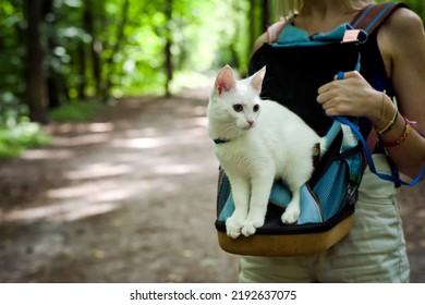 Young Woman Walking In The Woods With A Young White Cat In The Back Pack