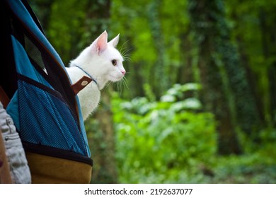 Young Woman Walking In The Woods With A Young White Cat In The Back Pack