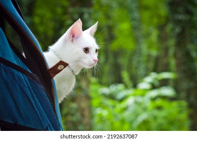 Young Woman Walking In The Woods With A Young White Cat In The Back Pack