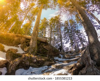 Young woman walks in the Gaube Valley frozen path surrounded by rocky slope, spruce and pine trees, near Cauterets in the Haute-Pyrénées department, France.