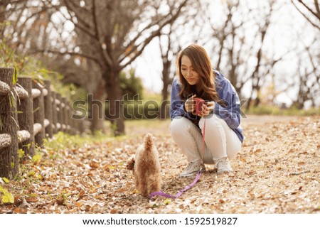 Similar – Image, Stock Photo cute brown toy poodle dog standing at sunset by countryside. Fun, sports and pets outdoors