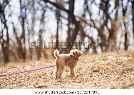 Similar – Image, Stock Photo cute brown toy poodle dog standing at sunset by countryside. Fun, sports and pets outdoors